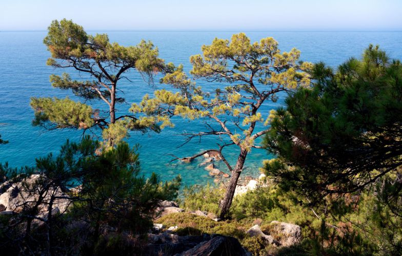 Beautiful landscape. Pine forest in the hills on the shore of th