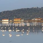 Tuzla Lake: Birdwatcher's Paradise