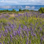 Lavender Fields of Brusje