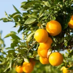 Citrus Orchards: Fragrant Groves