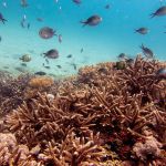 Coral Reefs and Marine Life