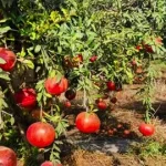 Pomegranate Gardens: Rich Harvest