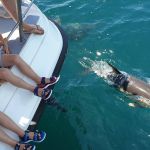 Dolphin Watching Marine Encounters